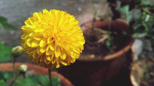 Close-up of yellow flower blooming outdoors