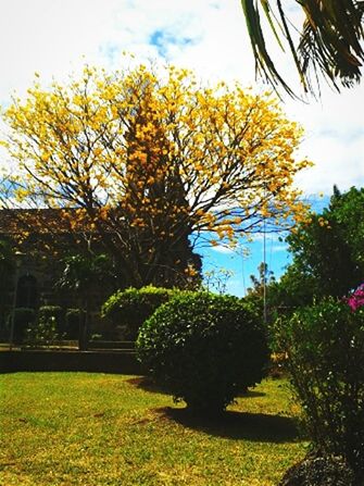 tree, growth, park - man made space, grass, green color, sky, beauty in nature, nature, branch, autumn, tranquility, change, lawn, sunlight, leaf, yellow, park, flower, day, field