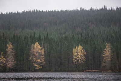 Panoramic view of pine trees in forest against sky