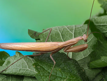 Close-up of insect on leaf