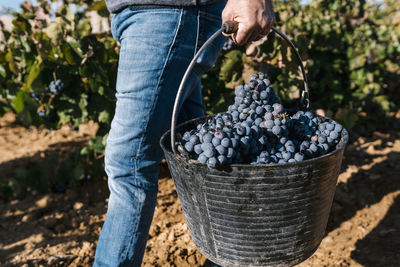 Man carrying bucket with black grapes while walking in harvest