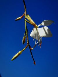 Low angle view of flowering plant against blue sky