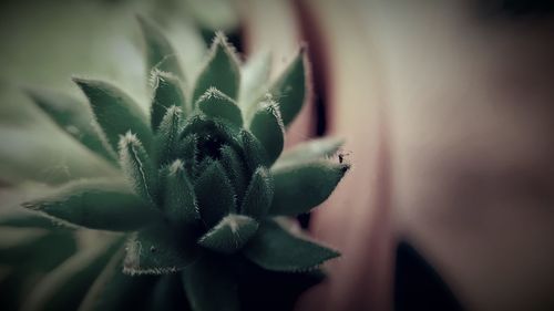 Close-up of succulent plant