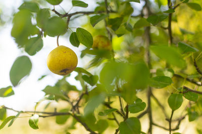 Yellow pear on tree in late summer day