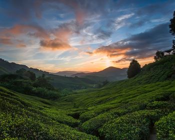 Scenic view of agricultural landscape against sky during sunset