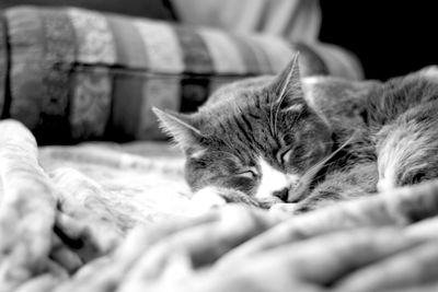 Close-up of cat on hand