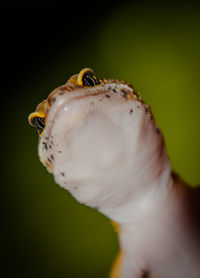 Extreme close-up of reptile