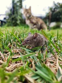 Close-up of squirrel on field