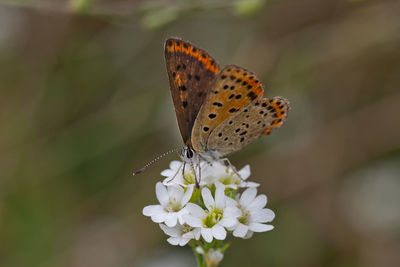 Close-up of butterfly pollinating on flower