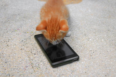 High angle view of cat on street