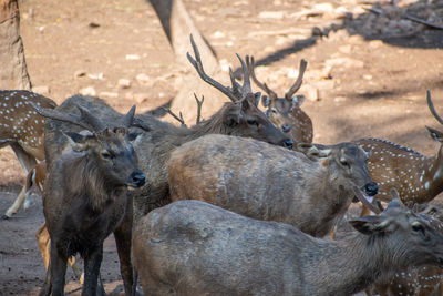 Group of chital and sambar deer vandalur zoo in chennai tamil nadu india