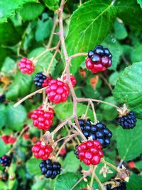 Close-up of cherries growing on tree