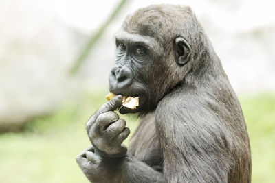 Close-up of human hand eating outdoors