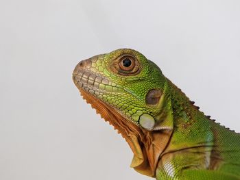 animal themes
