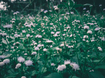 Close-up of white flowering plants on field