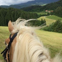 Horse on field against sky