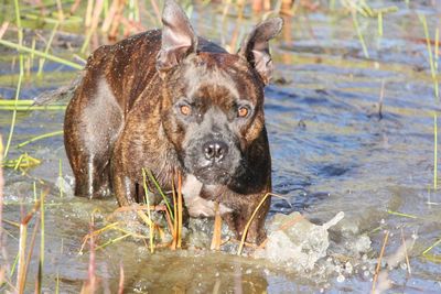 Close-up portrait of dog swimming in lake