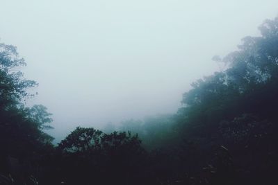 Trees in foggy weather