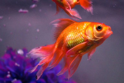 Close-up of fish in aquarium
