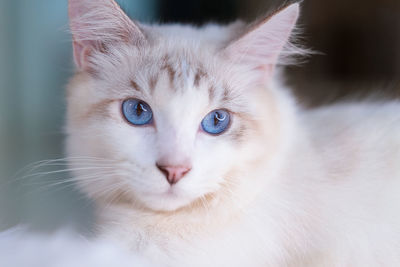 pet