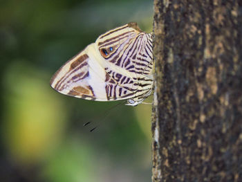 Close-up of butterfly perching on leaf