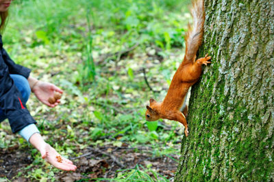 Orange squirrel carefully clings with sharp claws on its paws to the trunk, goes down for a walnut.