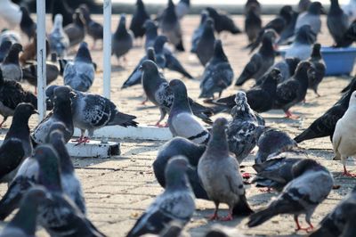 Flock of pigeons