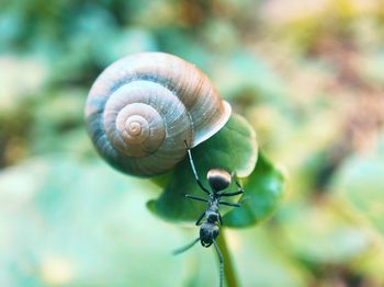 Close-up of snail on leaf