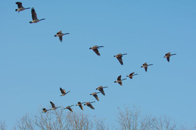 Low angle view of birds flying against clear blue sky