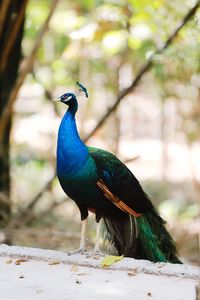 Close-up of peacock perching on a tree