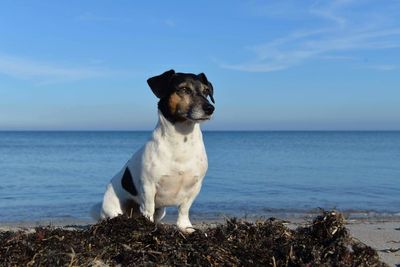 Portrait of dog standing on beach against sky