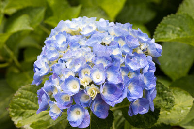 Close-up of blue hydrangea flowers