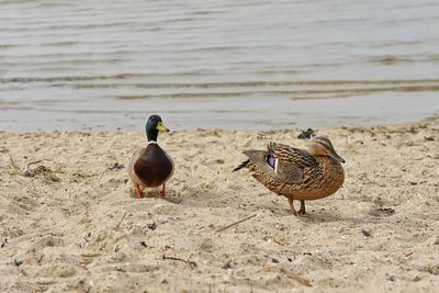 Birds on shore