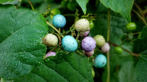 Close-up of fruits growing on tree