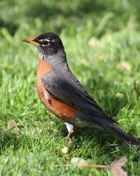 Close-up of a bird on field