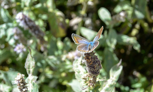 Close-up of butterfly pollinating on flower