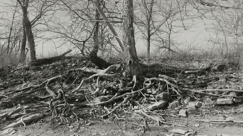 Bare trees on field