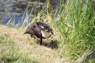 Close-up of bird on field