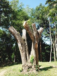 Trees growing on field