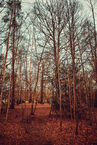 Low angle view of trees in forest