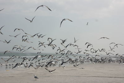 Flock of seagulls flying over beach against sky