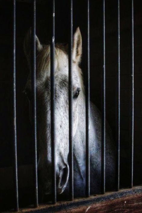 mammal, animal themes, animal, one animal, cage, domestic animals, domestic, pets, animals in captivity, animal body part, no people, animal wildlife, animal head, trapped, portrait, sadness, close-up, vertebrate, canine, indoors