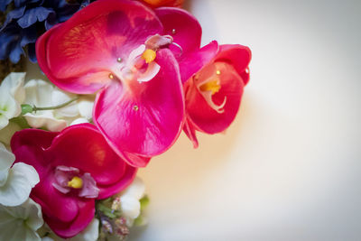 Close-up of flowers blooming outdoors