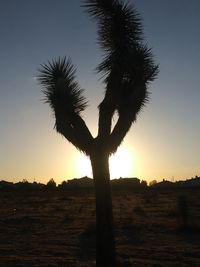 Silhouette tree on field against sky during sunset