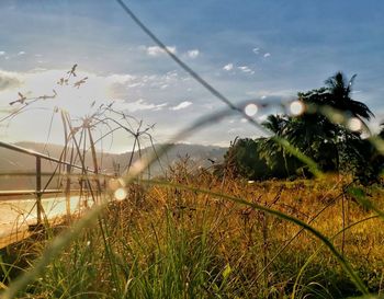 Grass growing on field by sea against sky