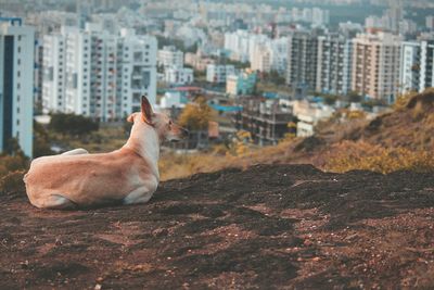 Close-up of dog sitting on field with buildings in background