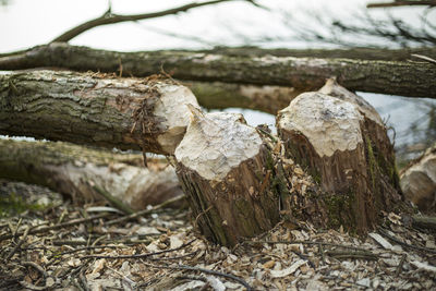 Close-up of log in forest