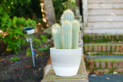Close-up of cactus in garden