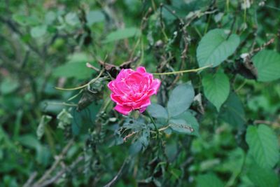 Close-up of pink rose blooming outdoors