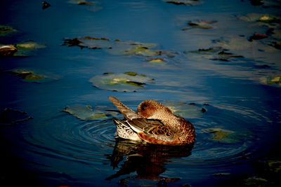 High angle view of duck swimming in lake